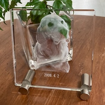 X^ht^Cv 2DNX^[U[ ybgʐ^ IWi LOi Ȃ̎H[