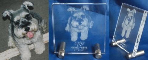 2DNX^[U[ ybgʐ^ X^ht IWi LOi Ȃ̎H[